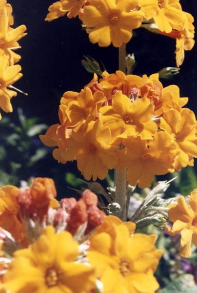 Primula bulleyana photo